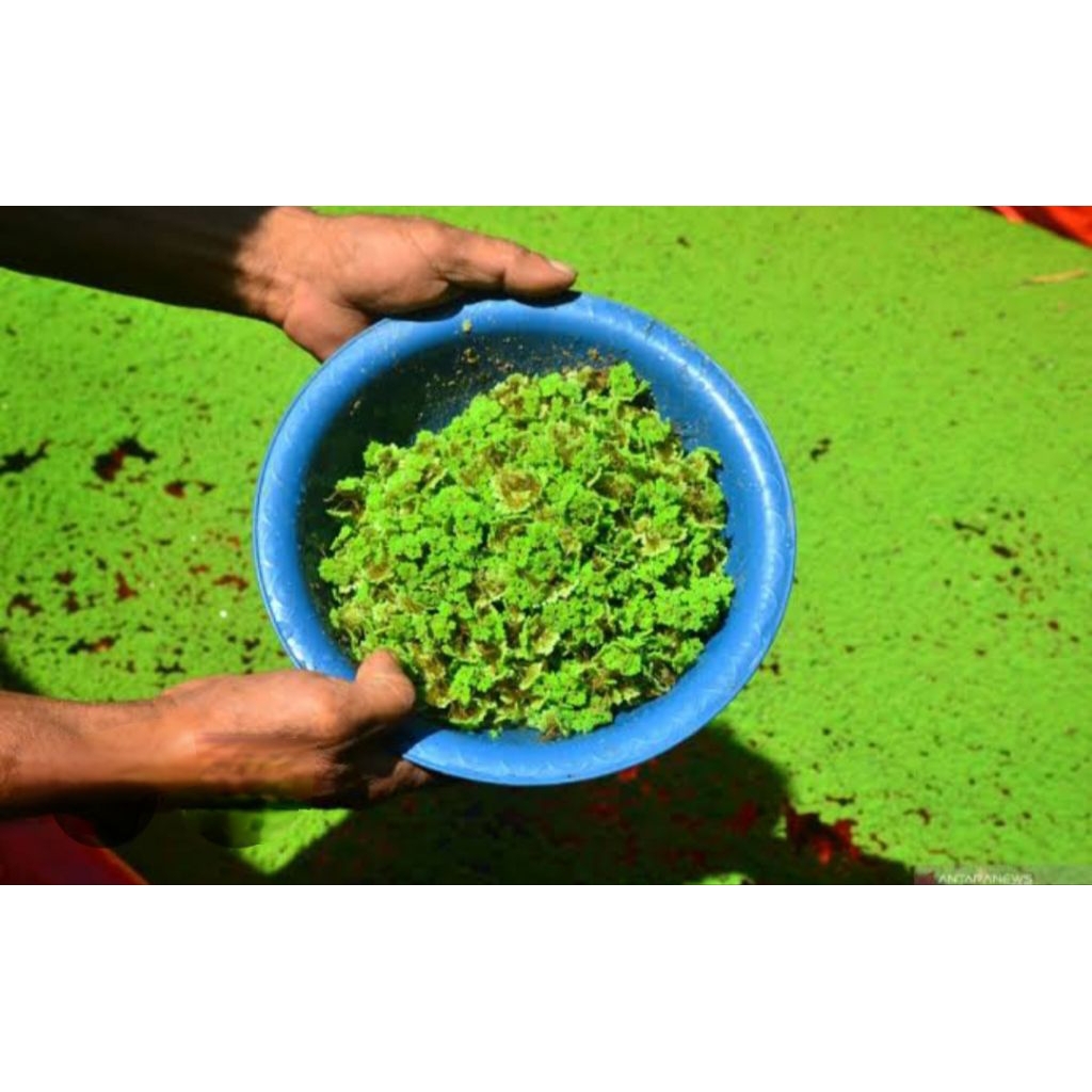 

azolla per 300gr. minimal 3 paket