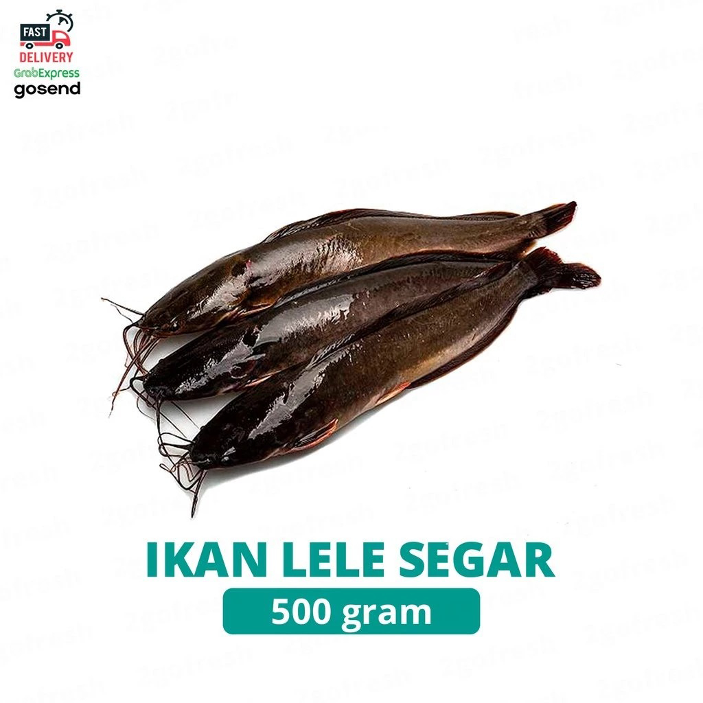 

Ikan Lele Segar / Fresh - Sayur Sayuran