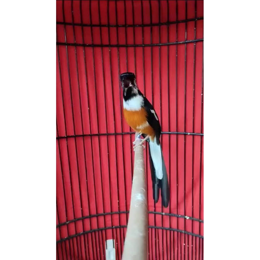 

Telur MURAI BATU BLOROK(siapmenetas)