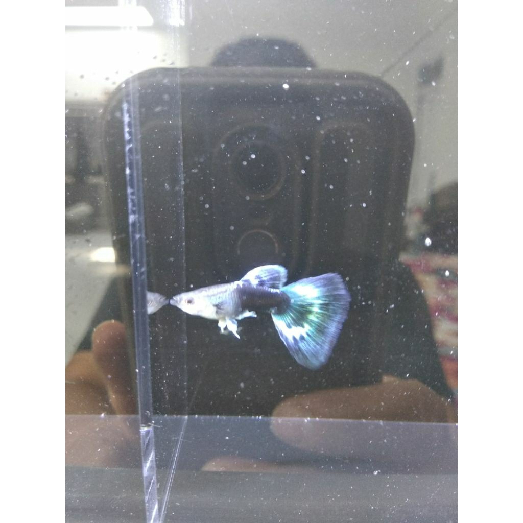 ikan hias Guppy, blue ivory x Hb white