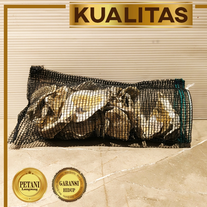 Media Filter Kulit Cangkang Oyster Rahasia Air Jernih Kolam Ikan Sehat Besar