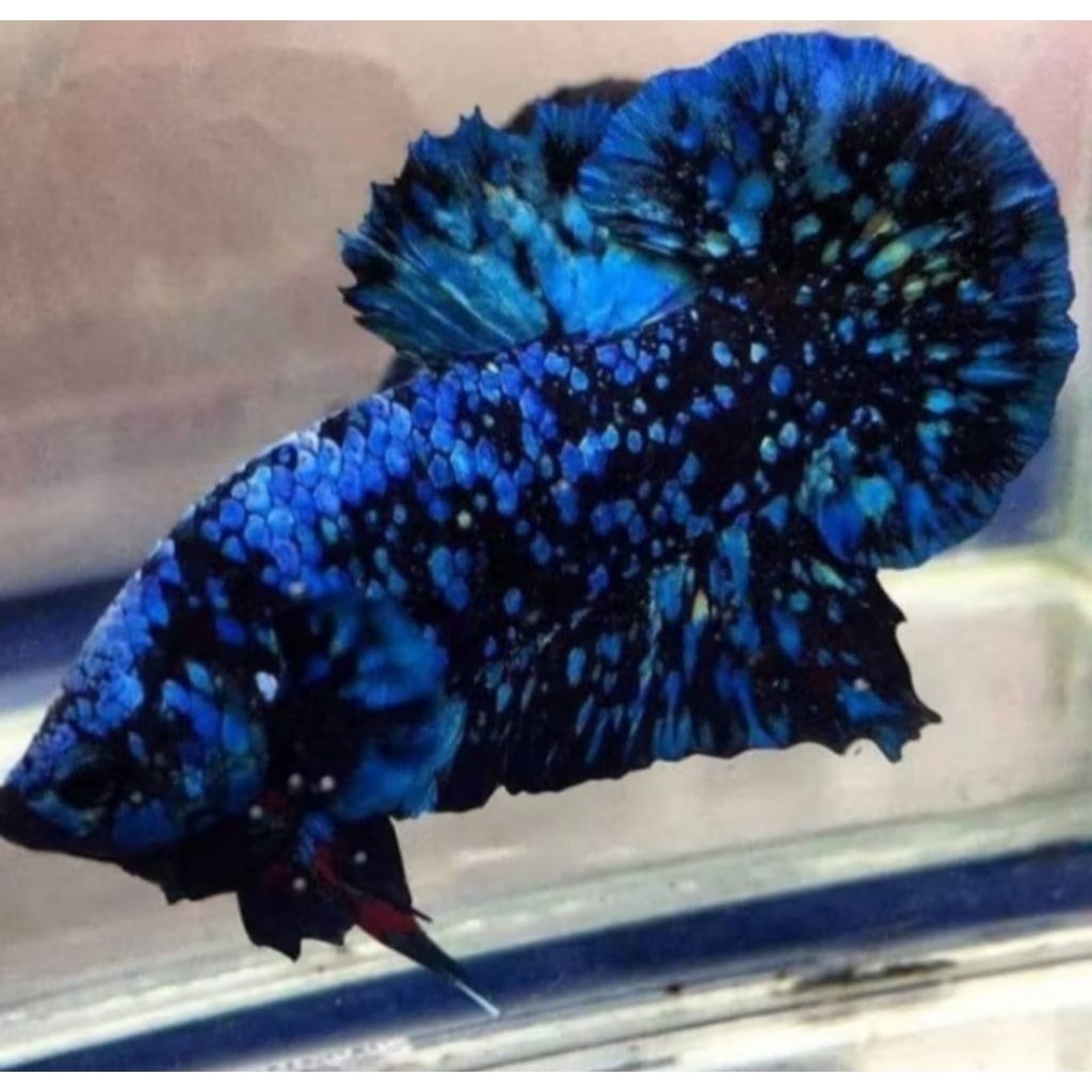 Cupang Avatar Gordon Bahan