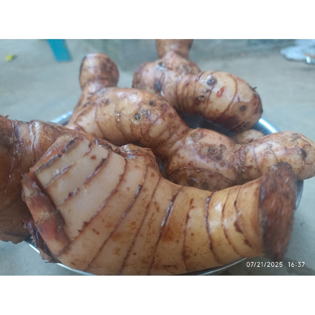 

Lengkuas laos /laja bumbu masakan rasa pedas