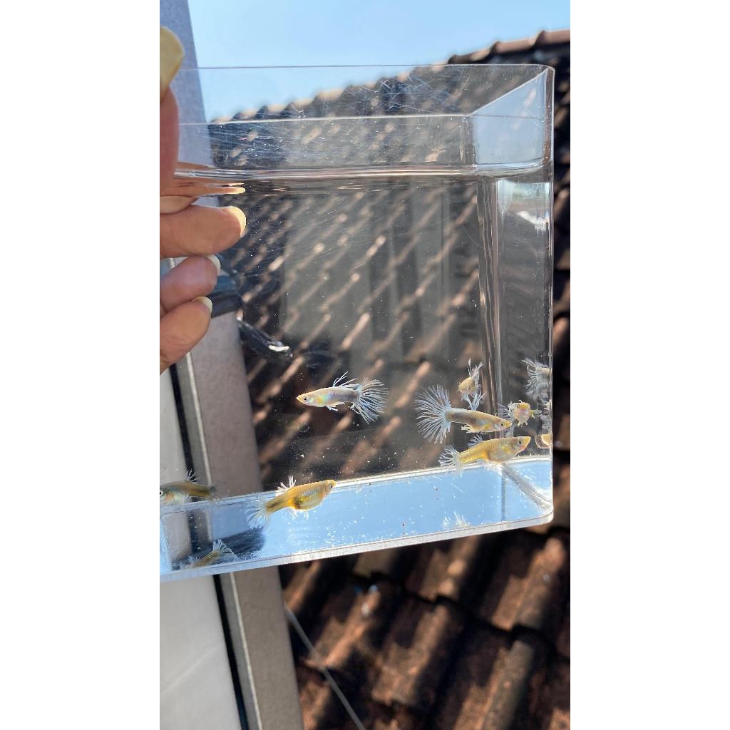 Aksesoris Aquarium Guppy Halfback Blue Crowntail