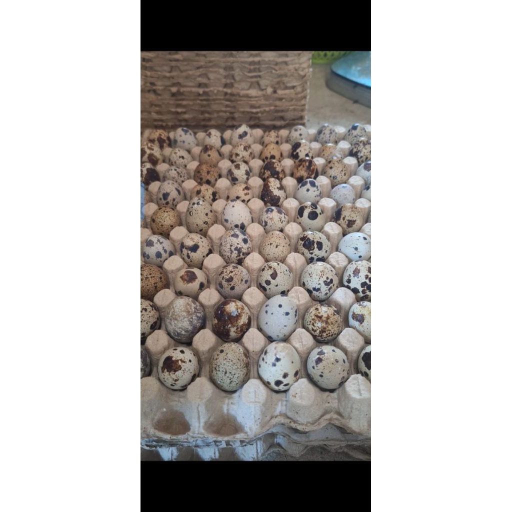 

Telur Puyuh Fresh Ternak Sendiri | 1 Kg Pake Karpet (Tray) Palembang