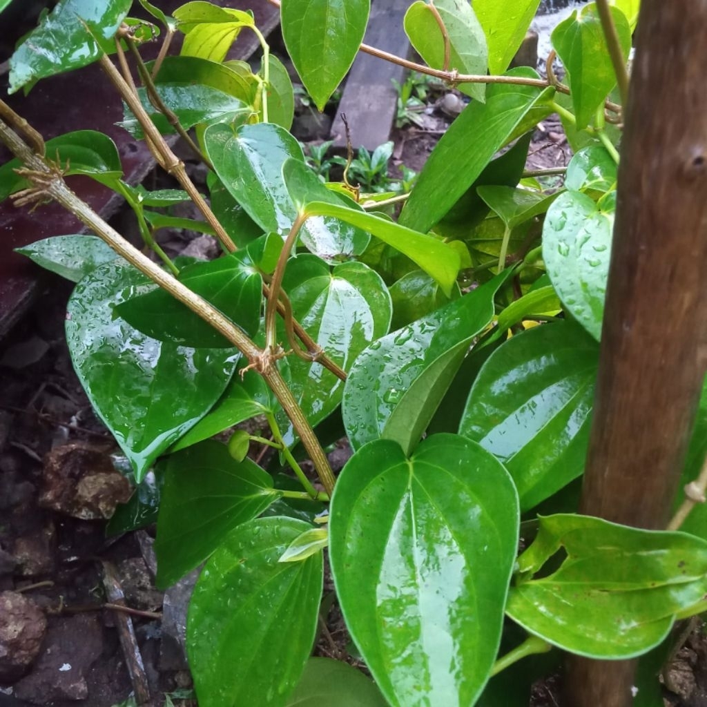 

( 10 lembar ) DAUN SIRIH SEGAR / daun sirih hijau lngsung petik / daun rempah sirih