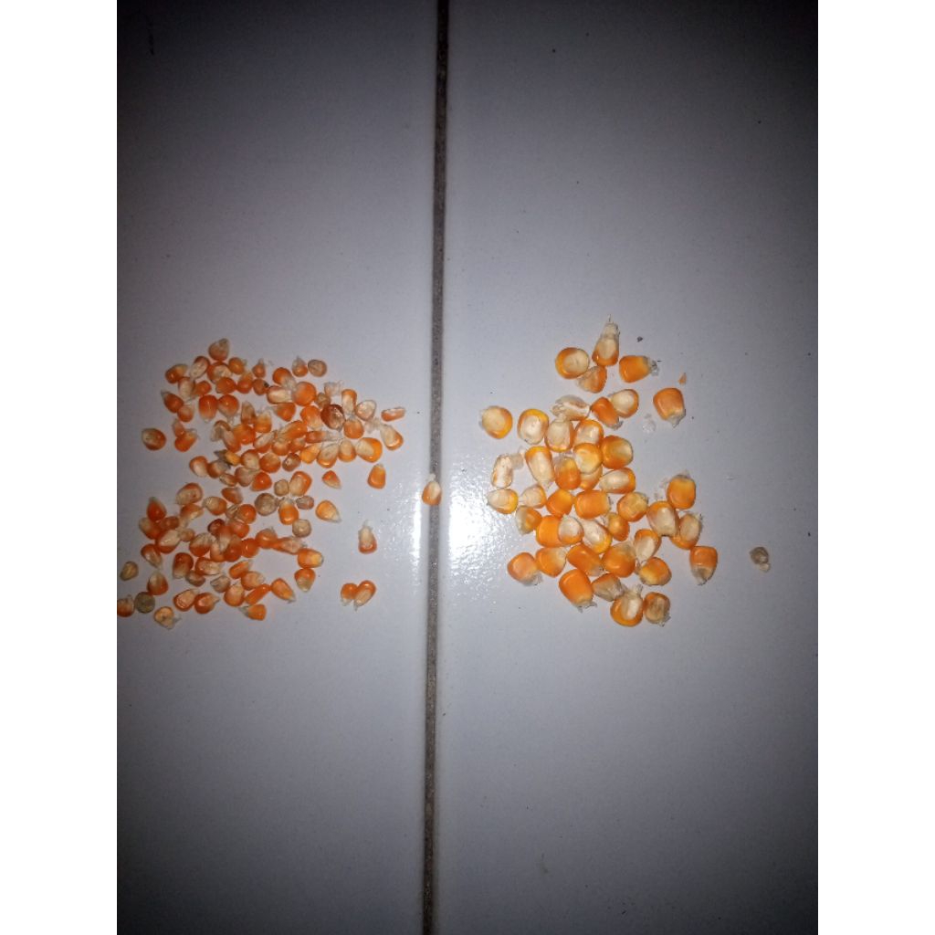 

JAGUNG BESAR dan KECIL-1kg Bersih Berkualitas