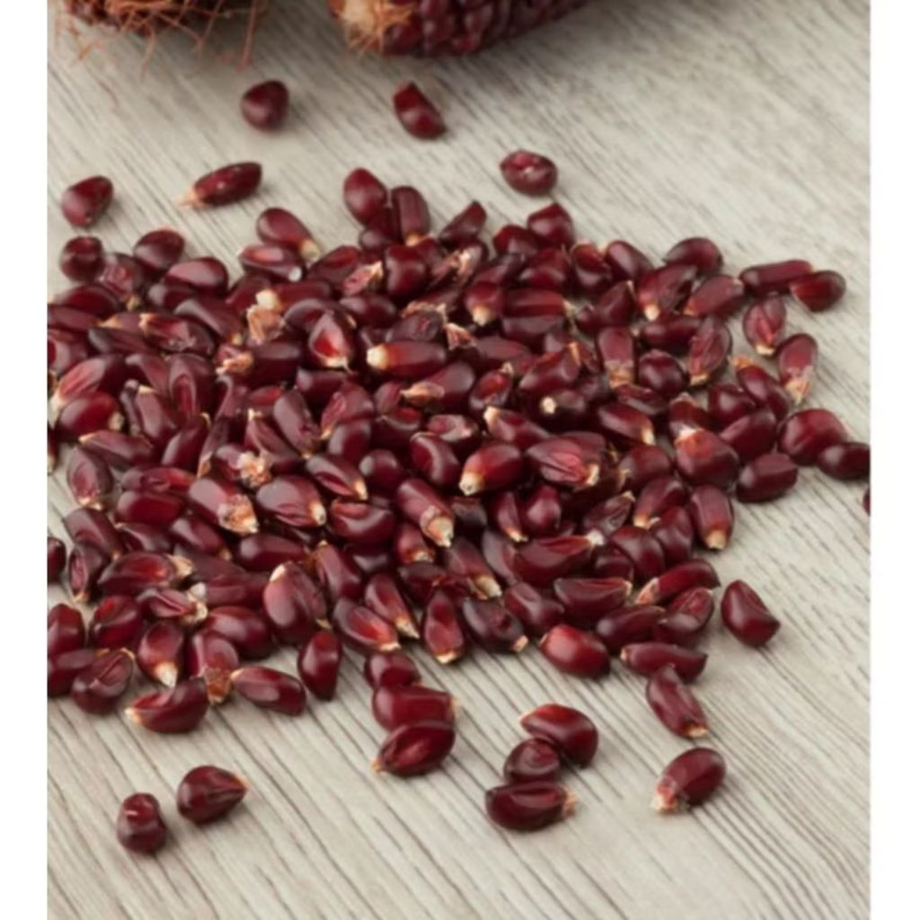 biji benih jagung strawberry