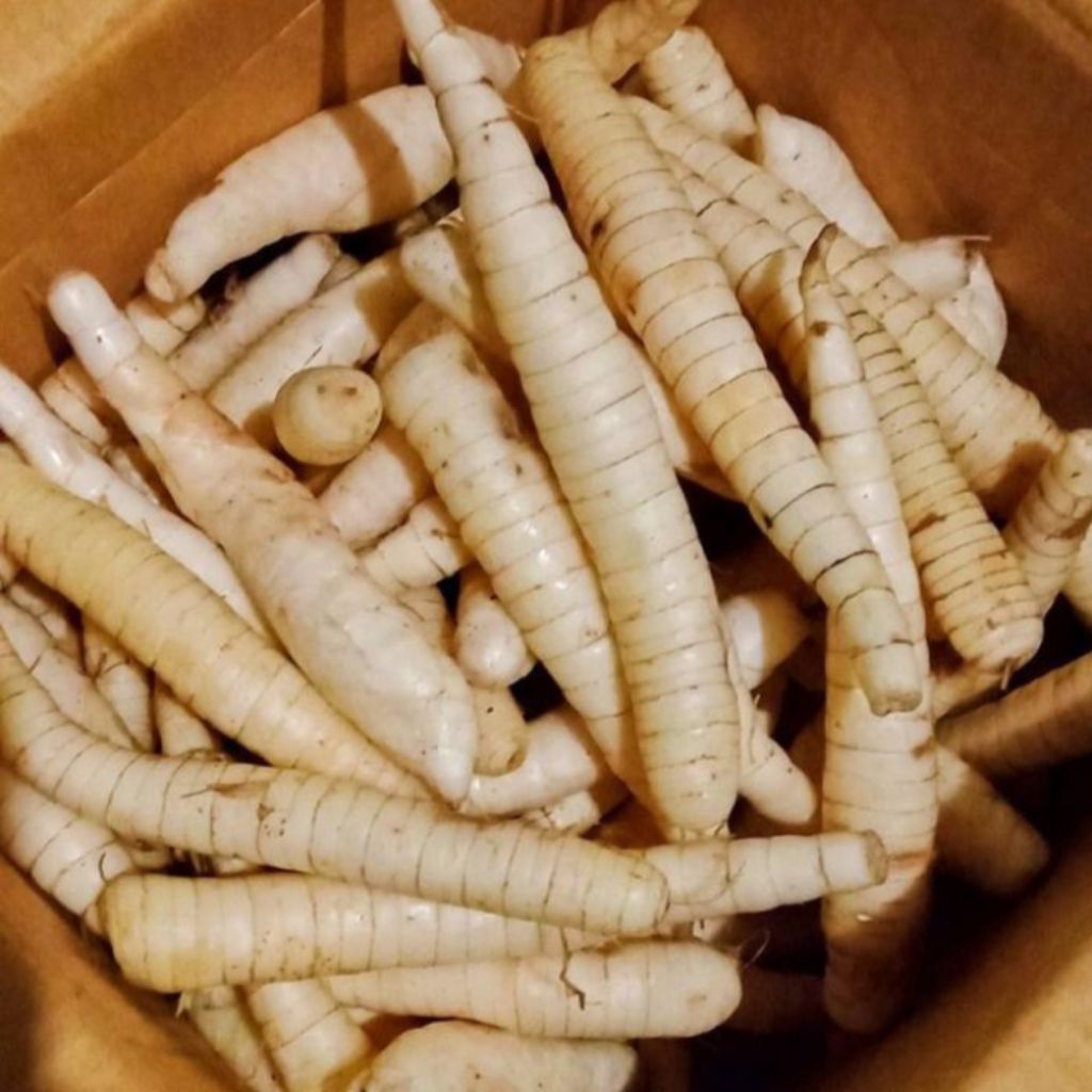 

UMBI GARUT SEGAR 1KG