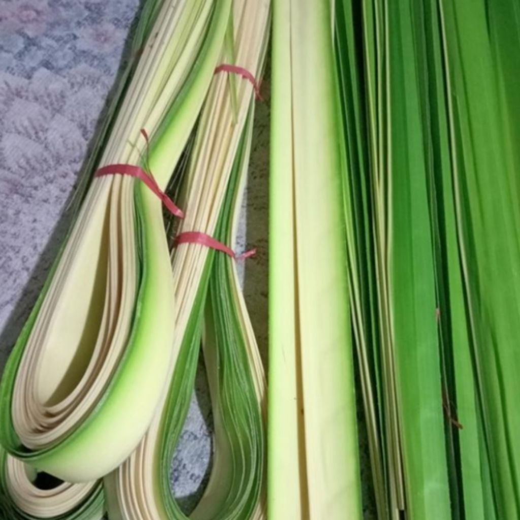 

daun janur bahan cangkang ketupat dan lan lain 1kg