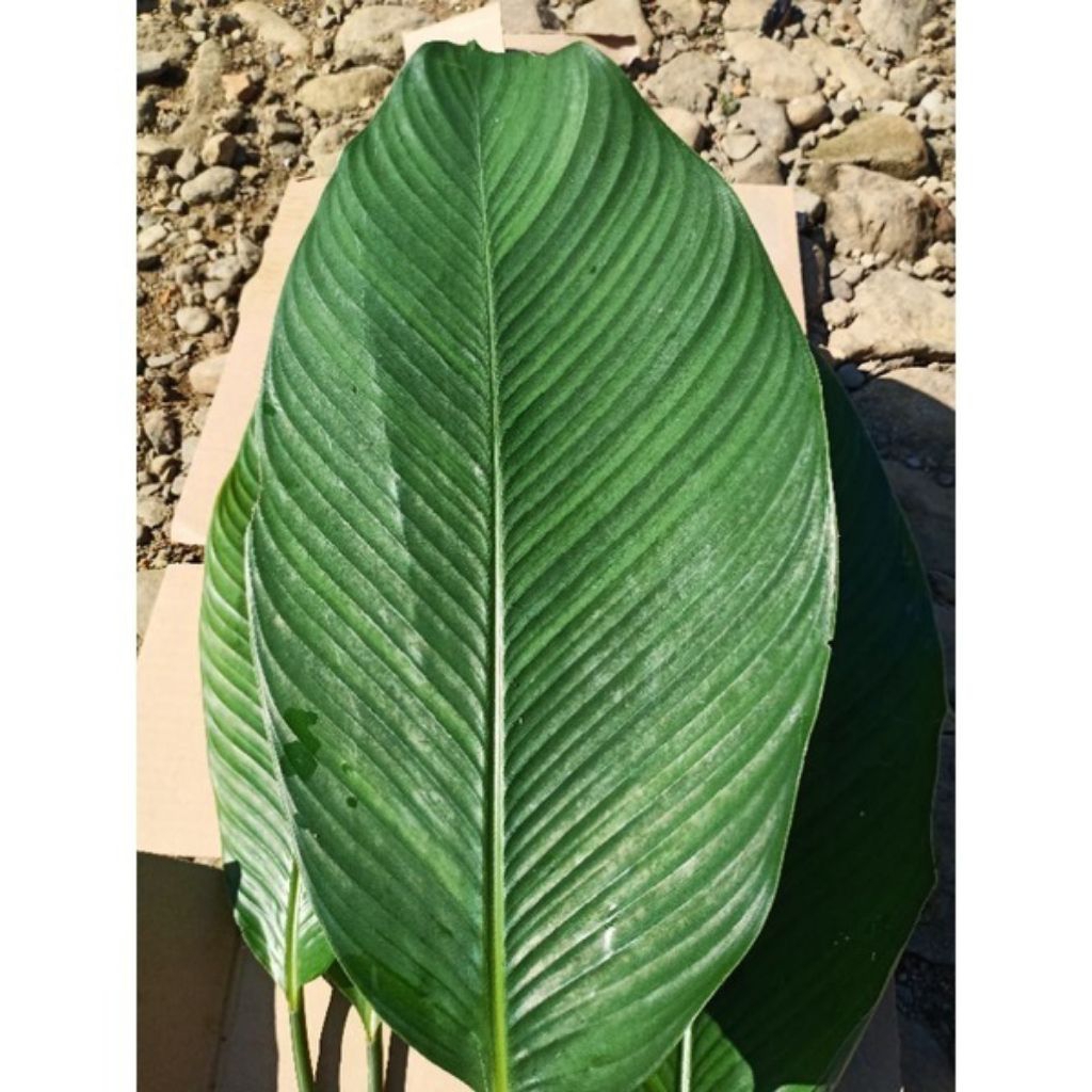 

daun lipung/daun patat cocok untuk pembukus makan seperti pesor dan lontong