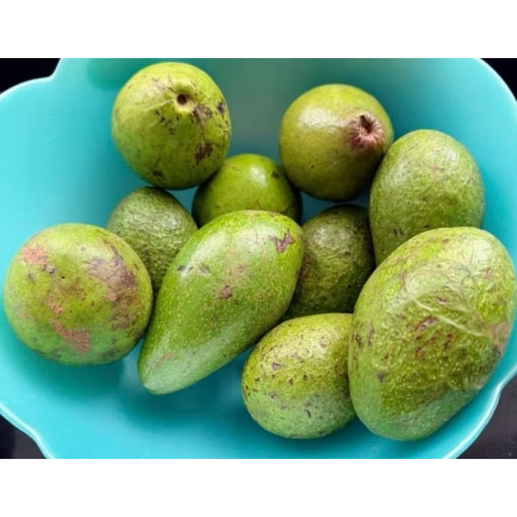 

BUAH ALPUKAT MENTEGA LAMPUNG 1KG