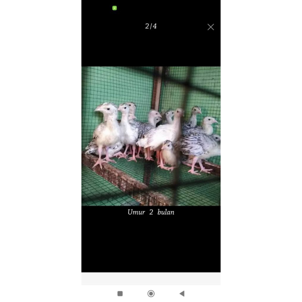 Ayam kalkun Hias berbagai jenis usia