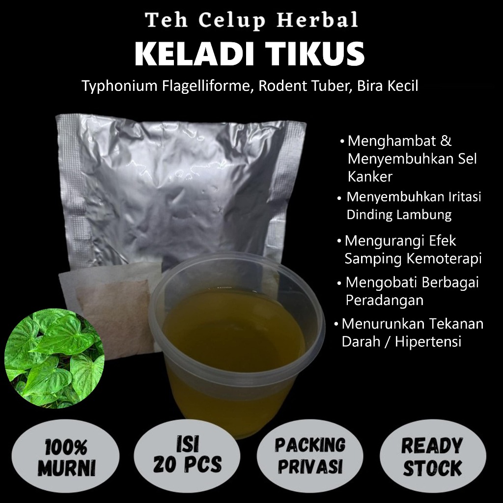 

Teh Celup Herbal KELADI TIKUS Mengobati Kanker Tumor Kemoterapi Iritasi Lambung Peradangan
