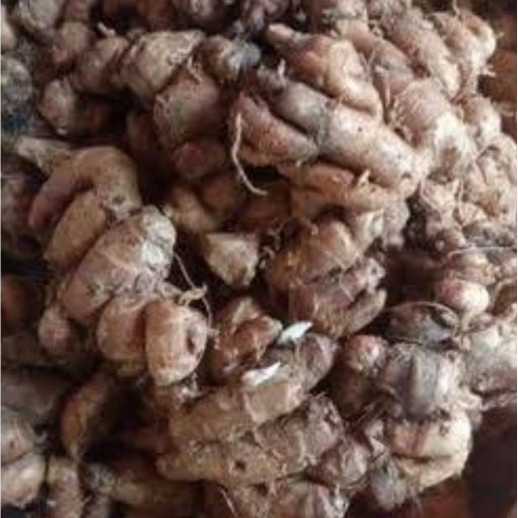 

Kencur Bumbu rempah dapur bumbu seblak berat 500g