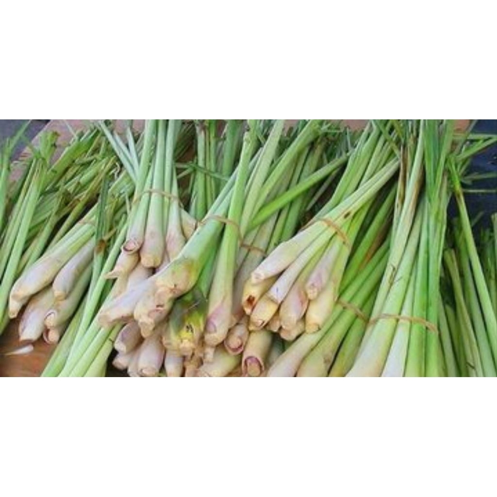 

sereh segar dari kebun