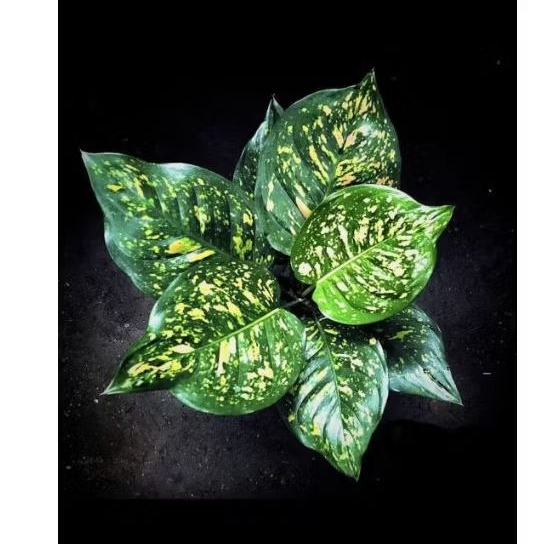 Aglonema Ruby kura/aglonema Ruby ciangmai