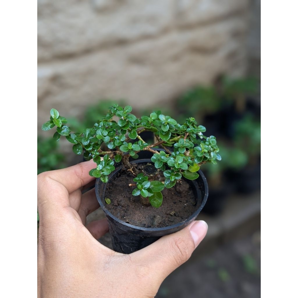 Bonsai Sancang mini lebat | Bonsai sito mame | Bonsai sancang siap pajang | Bonsai mini hidup