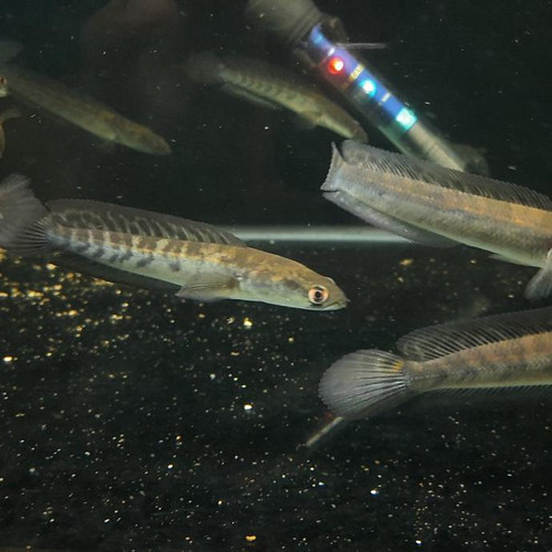 Xcamellyaa Channa Maru Yellow Sentarum 26 Cm Bahan Kontes Garansi / Ikan Chana