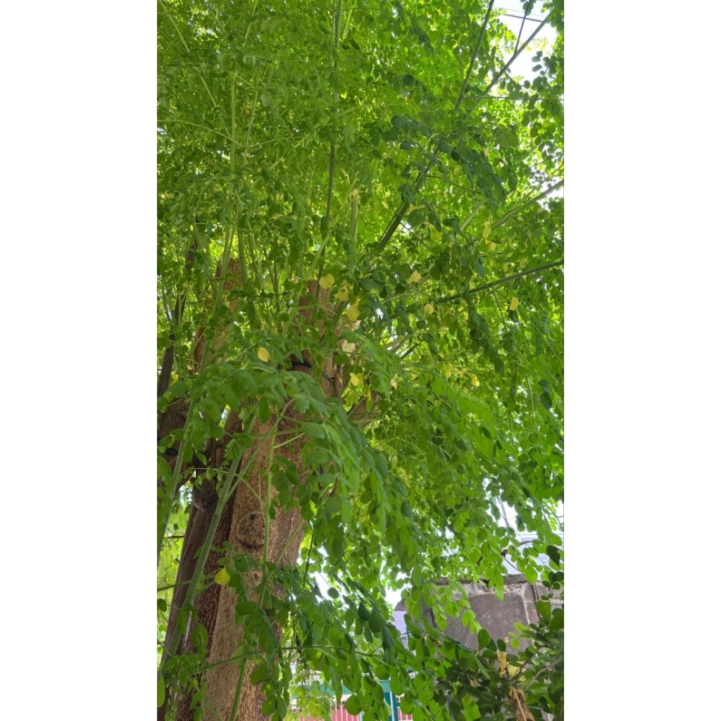 

Daun Kelor Segar ( Dipetik saat ada order )