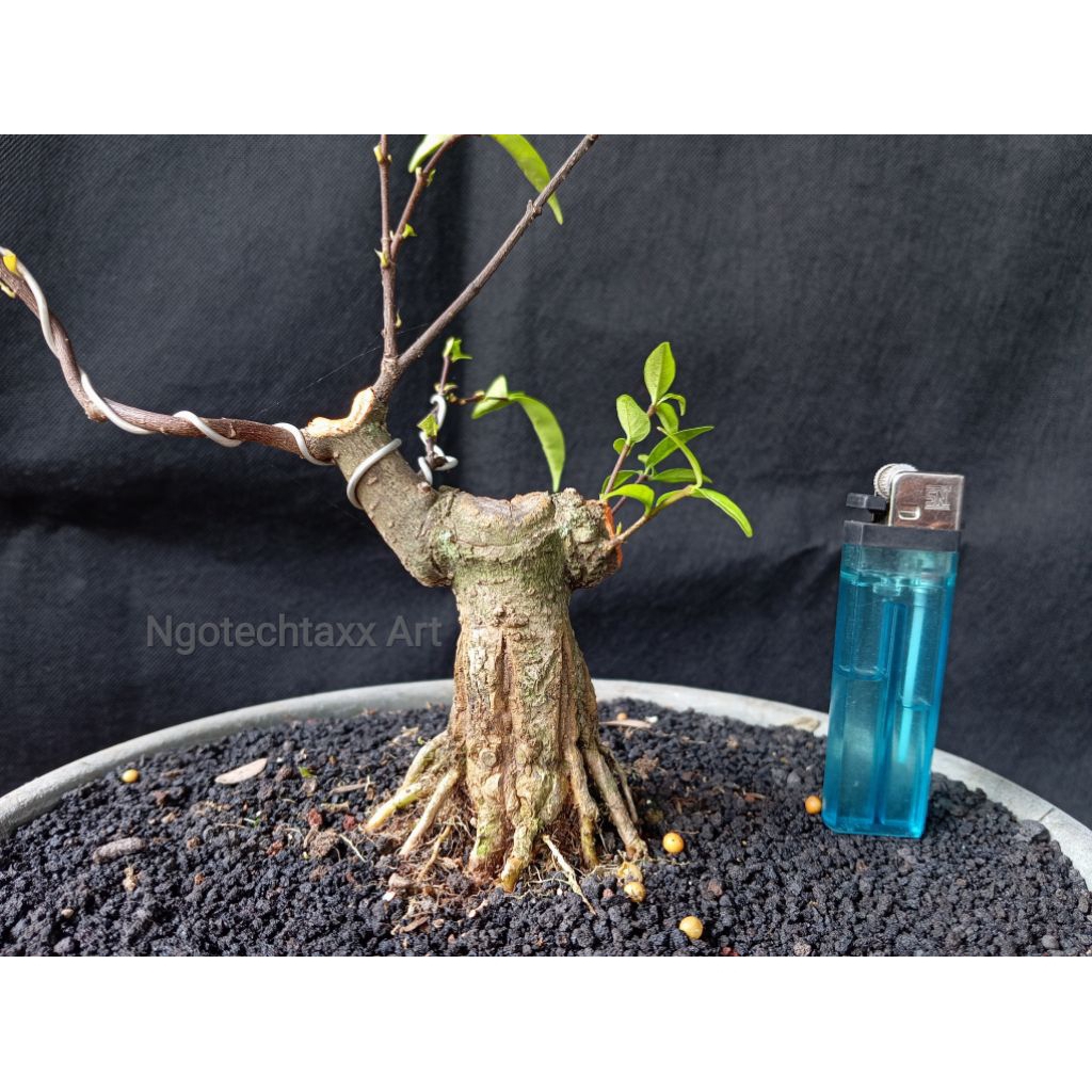 Bahan Bonsai Anting Putri Anput