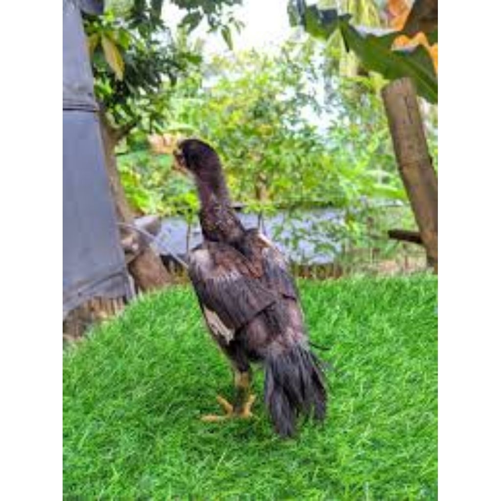 Telur Tetas Ayam Bangkok Ekor Lidi asli Ori Buat di Tetaskan