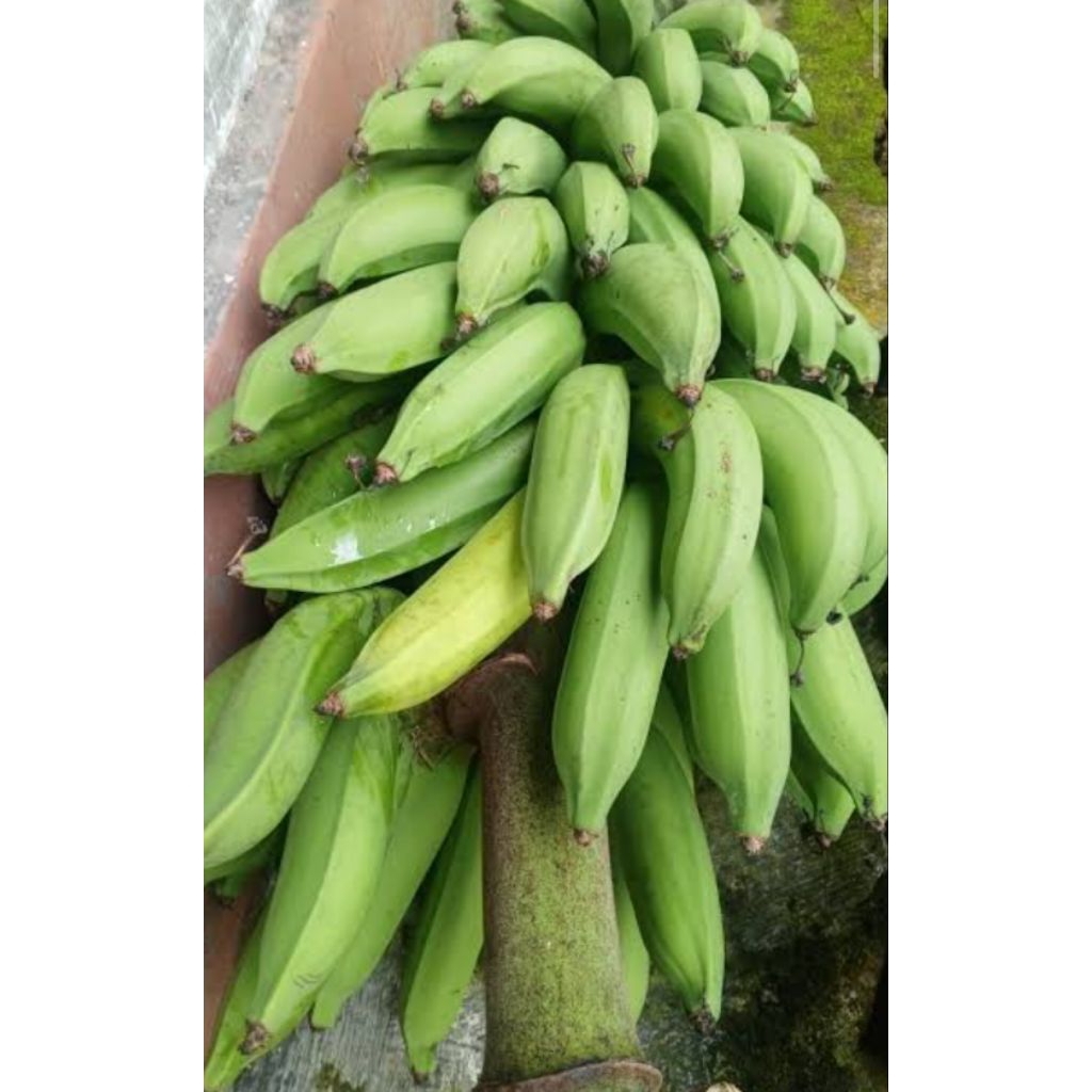 

Pisang Nangka Tua Segar 1 kg