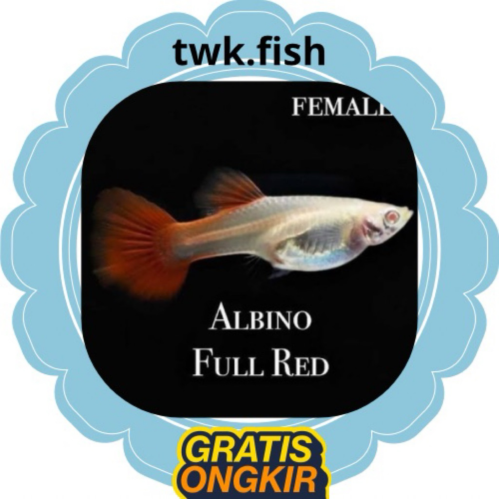 aksesoria aquarium guppy / BETINA GUPPY AFR isi 10ekor