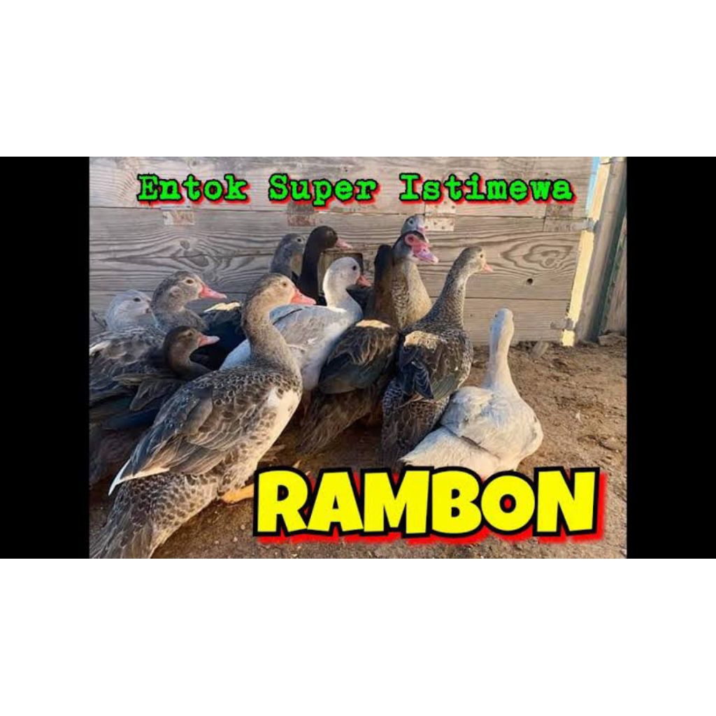 

telur vertil entog rambon siap tetas