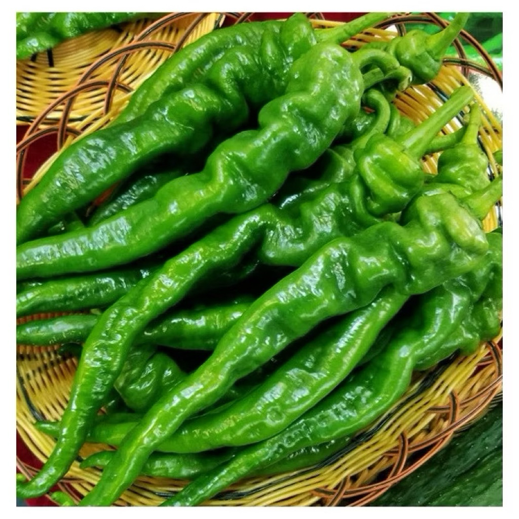 

Cabe Ulir Super Jumbo | Jabe jumbo super Pedas | Jabe Jumbo Import 3pcs | Pack