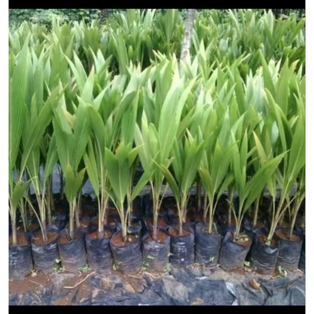 Bibit kelapa kopyor asli murni 100% kopyor