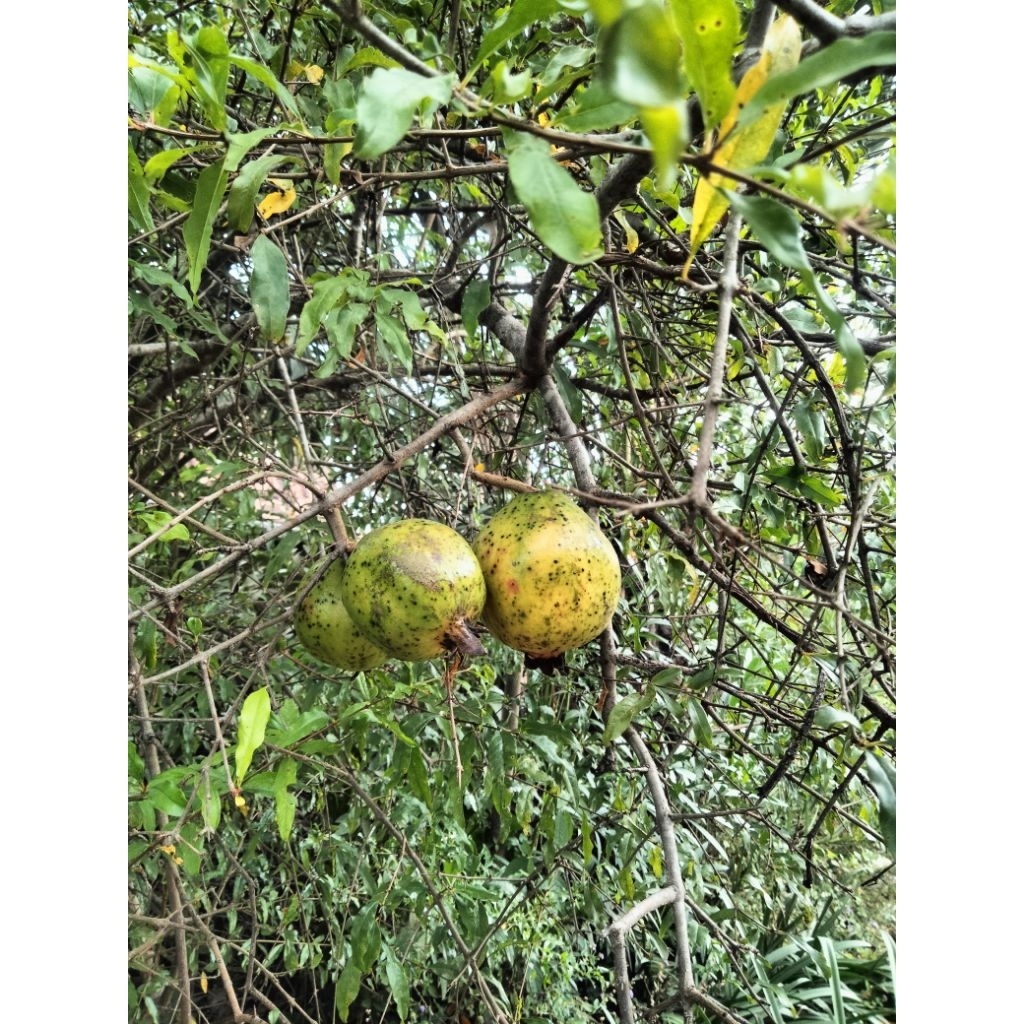 

buah delima lokal 3 biji