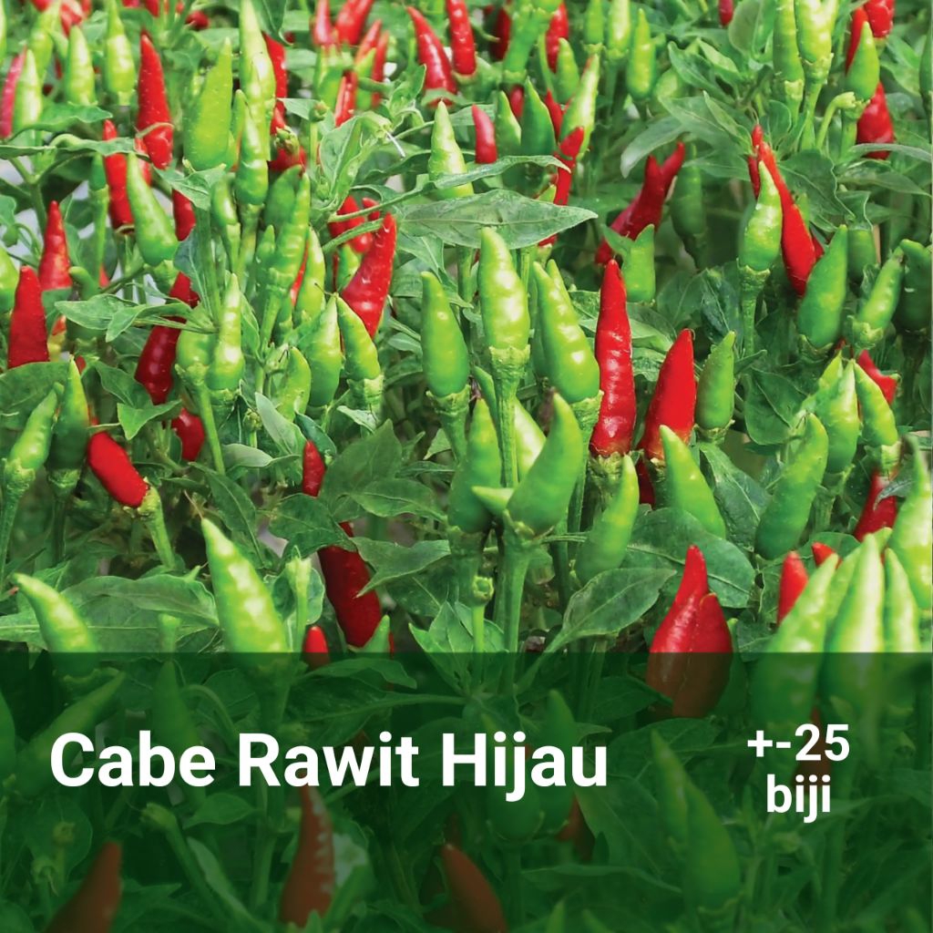 Cabe rawit hijau benih unggul