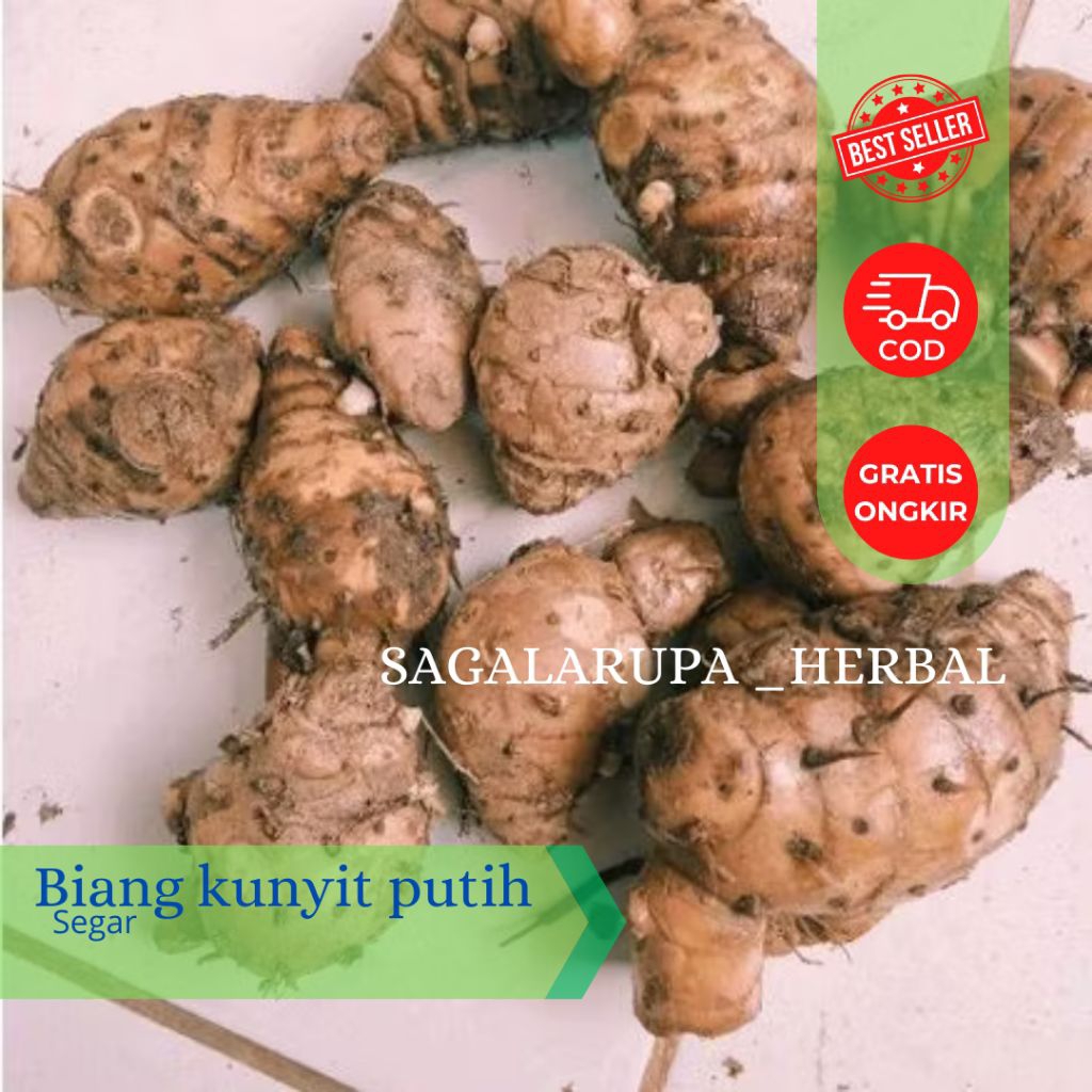 

BIANGNYA KUNYIT PUTIH SEGAR
