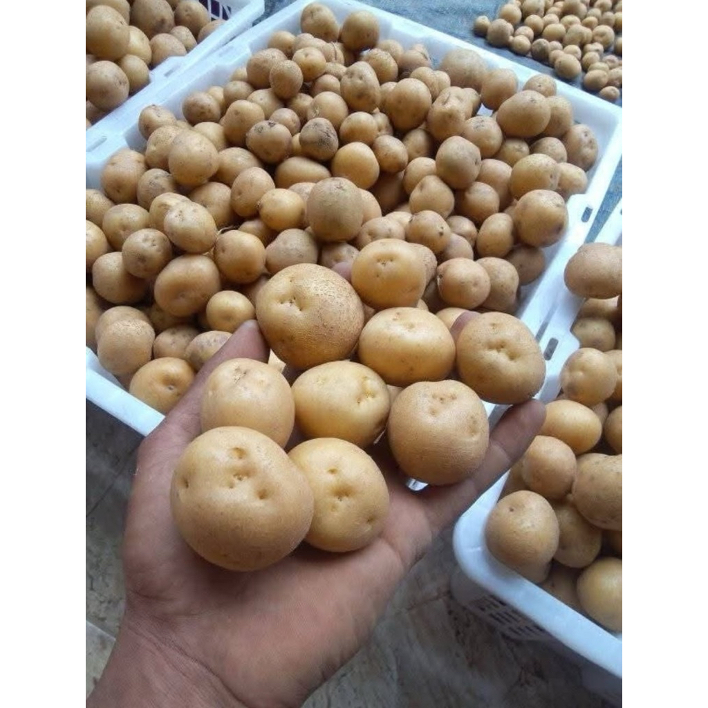 

Kentang Dieng Baby kecil GRADE A FRESH 1 kg