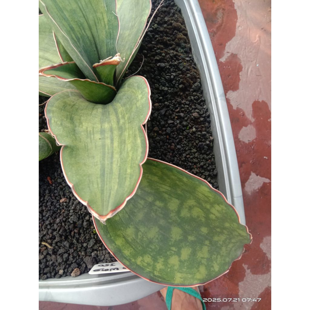 sansevieria dragon wing variegata / lidah mertua dragon wing var