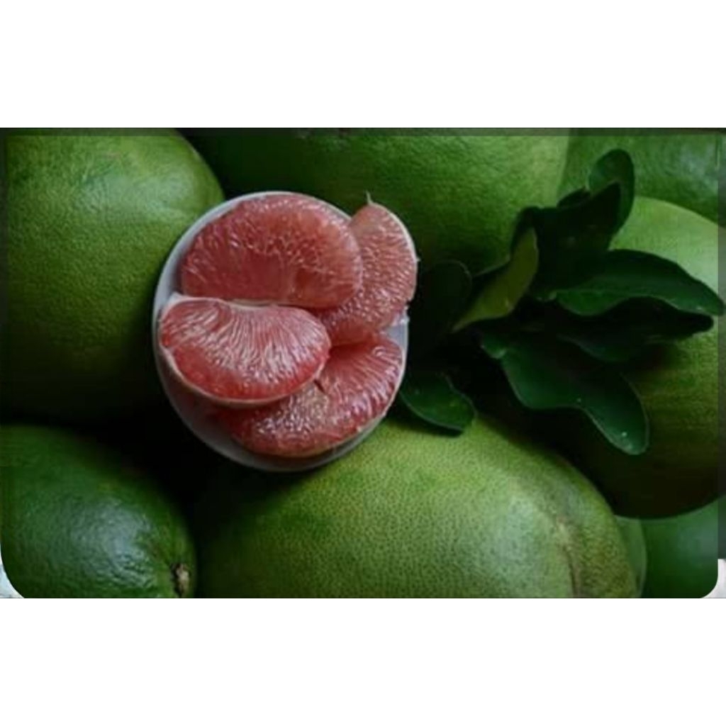 

jeruk pamelo madu muria berat 900-1kg up