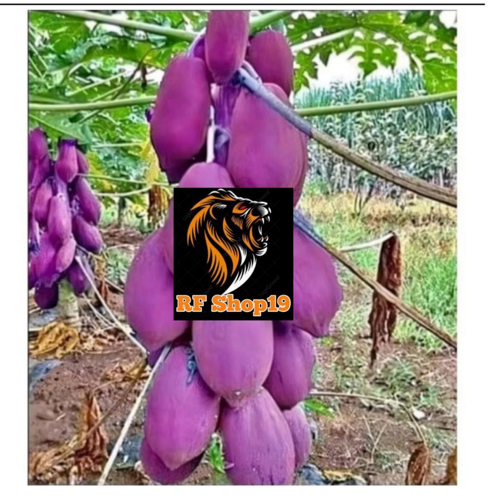 PROMO BIBIT PEPAYA UNGU