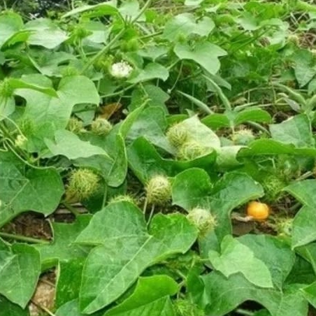 Bibit pohon markisa hutan