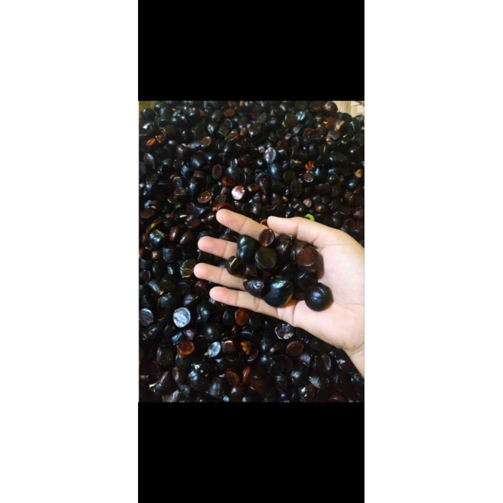 

kabau jolang jaling kuaw jengkol sumatera