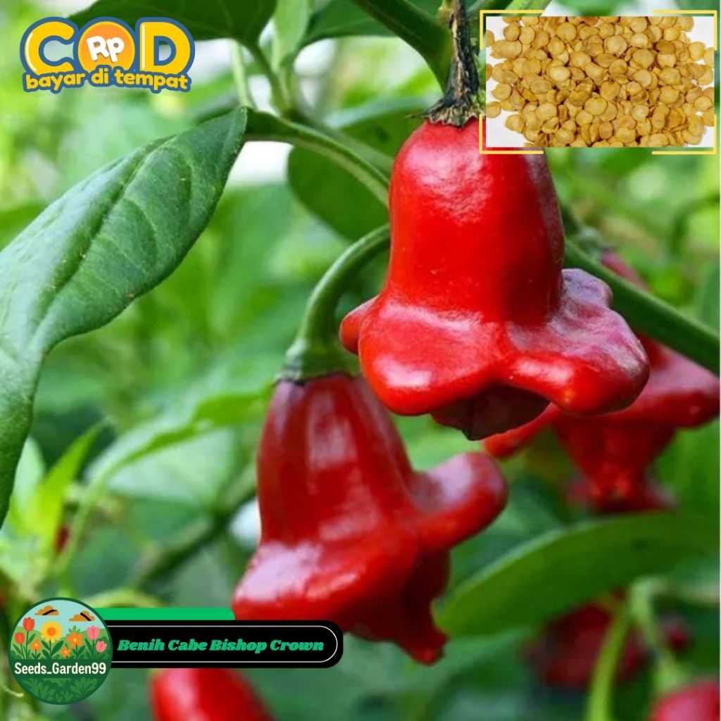 5 BUTIR BIJI/BENIH CABE HIAS BISHOP CROWN (BISA DIKOMSUMSI)