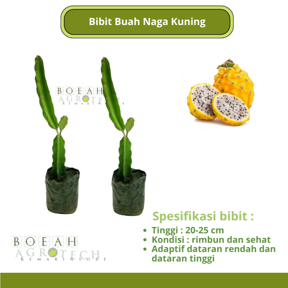 Bibit Tanaman Buah Naga Kuning Import Kondisi Rimbun