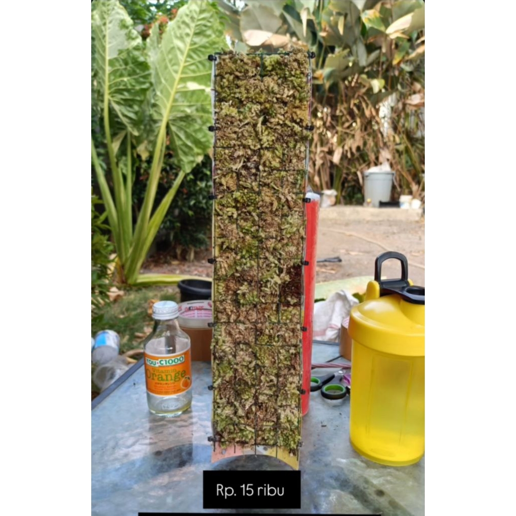 turus mika full lumut