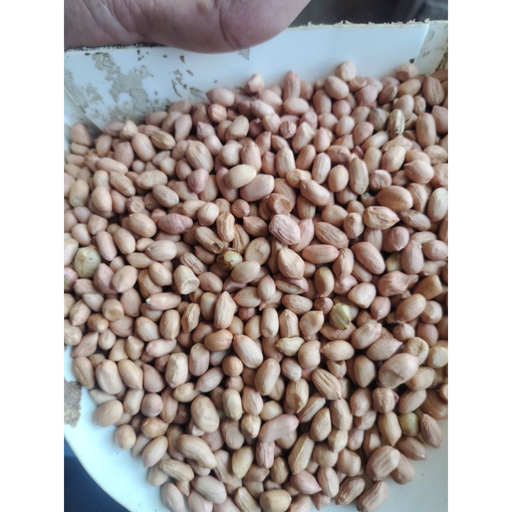

kacang india putih