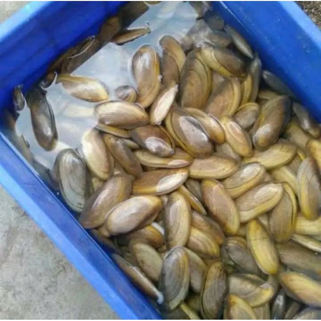 

kerang air tawar Rp 9500/ 1KG ( beli 4KG bonus 1KG)