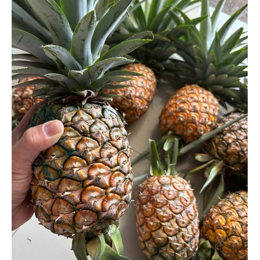 

Buah Nanas Madu Lembang ( 1Buah Nanas Manis Legit & tidak Gatel )