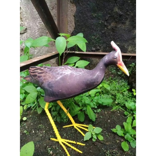 Patugn jontrot ayam ayaman Mandar Bontod