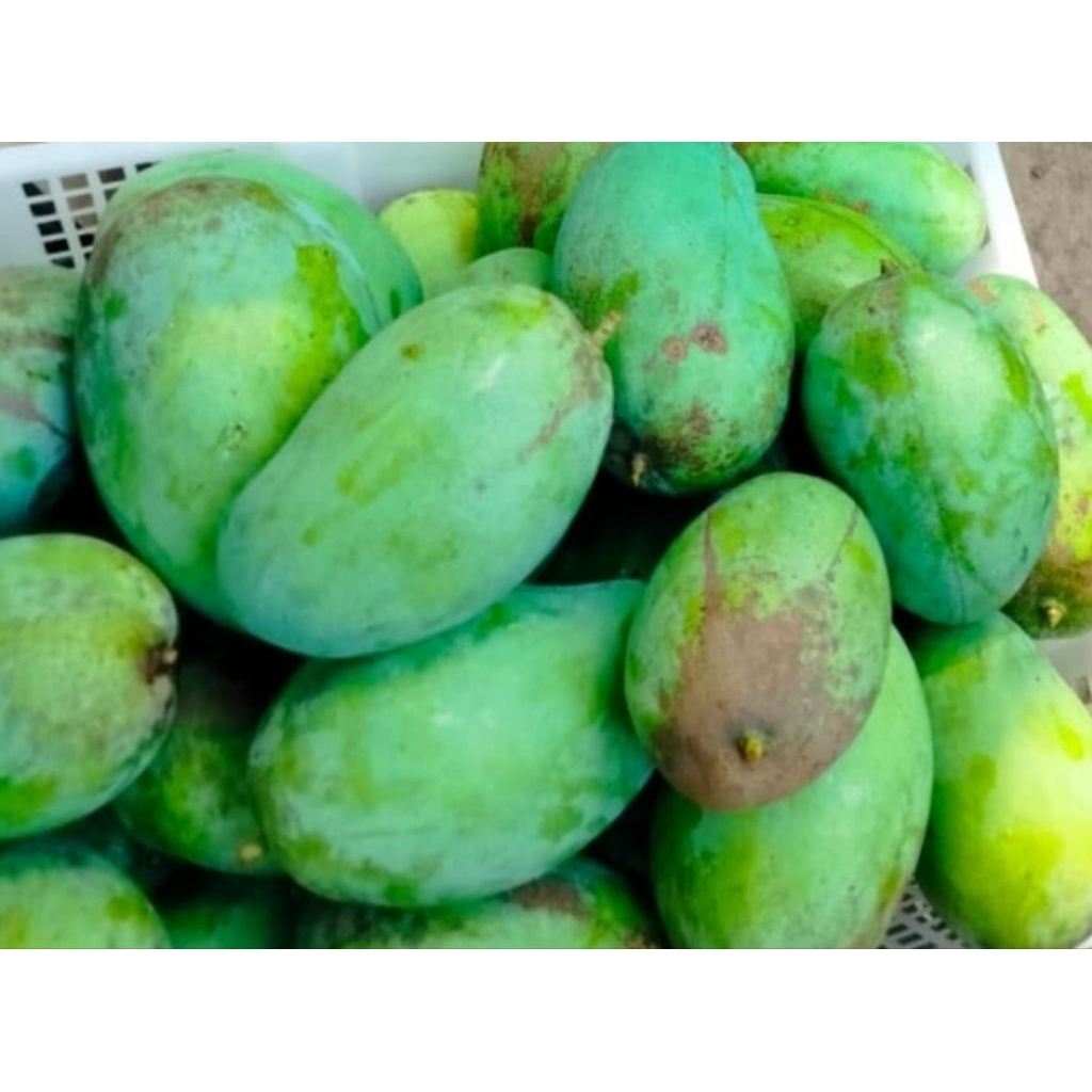 

mangga gadung mengkal