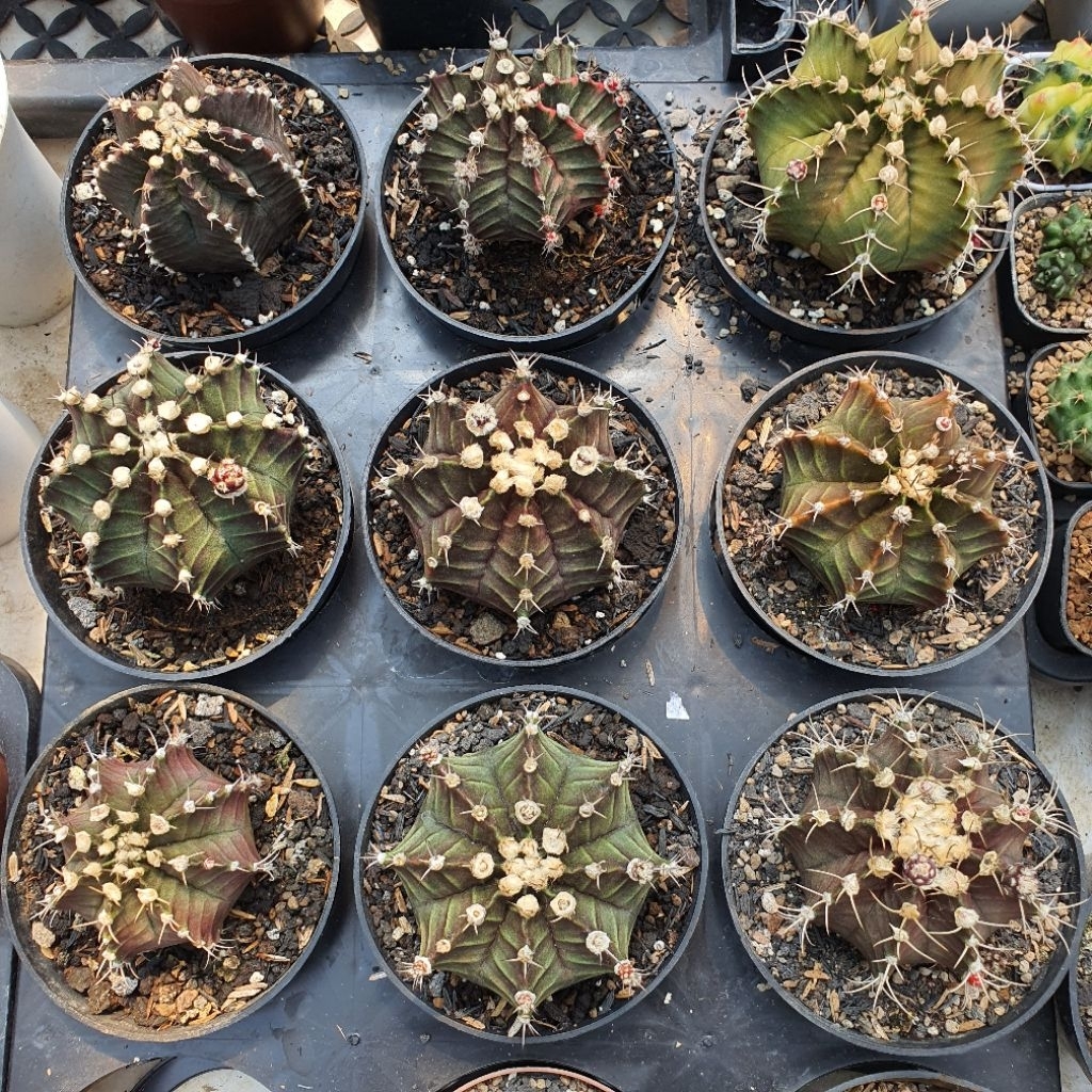 Gymnocalycium Hybrid Red Korea x Starfire