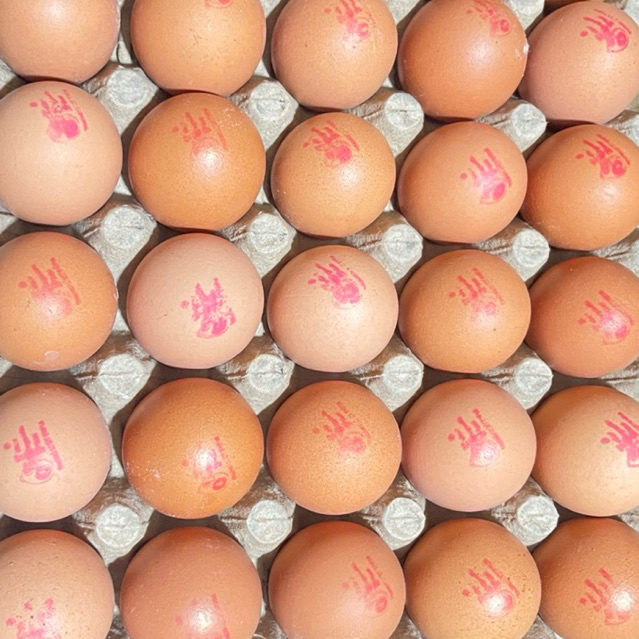 

Telur ayam TOP ( perbutir )